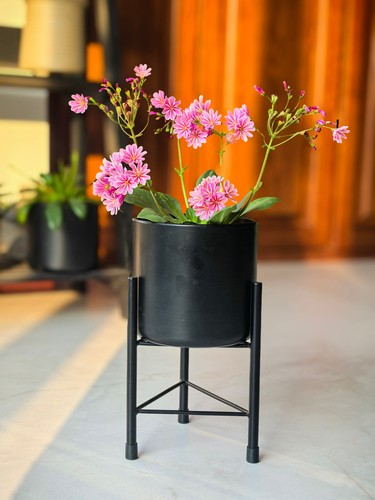 Dipamkar black plant - plant, pot
