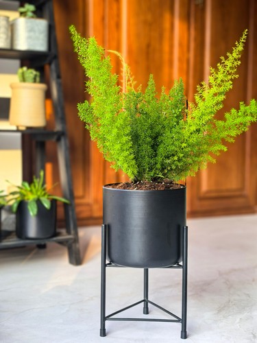 Dipamkar black plant pot - dipamkar, stand